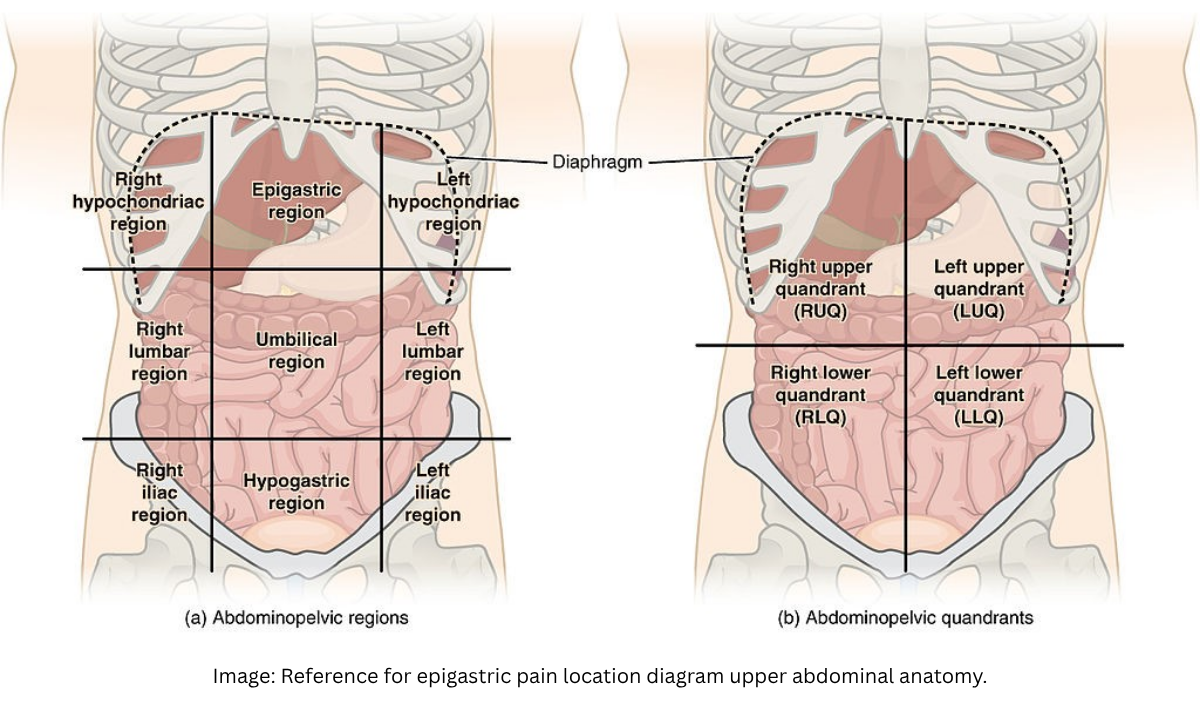 Upper Abdominal Anatomy Diagram
