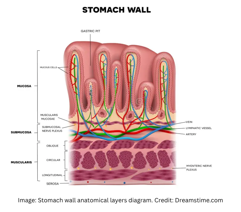 Layers of the Stomach Wall