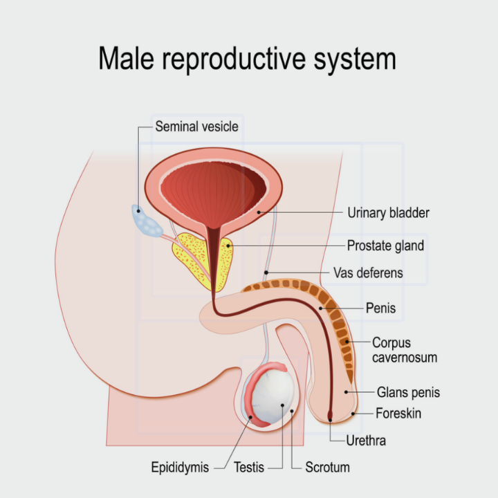 Male reproductive system